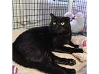 Elvis, Domestic Shorthair For Adoption In W. Windsor, New Jersey