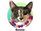 Bonnie, Domestic Shorthair For Adoption In Roseville, California