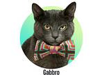 Gabbro, Domestic Mediumhair For Adoption In Roseville, California