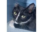 Vinny Van Gogh, Domestic Shorthair For Adoption In Lauderhill, Florida