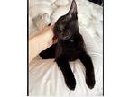 Lucca, Domestic Shorthair For Adoption In Staten Island, New York