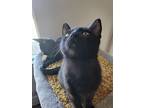 Meow 4159, Domestic Shorthair For Adoption In Bonsall, California