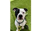 Adopt MARVIN a Pit Bull Terrier