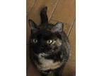 Bestie, Domestic Shorthair For Adoption In Mobile, Alabama