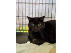 Grizzly, Domestic Shorthair For Adoption In Chicago, Illinois