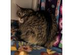 Right Angle, Domestic Mediumhair For Adoption In Lewiston, Maine