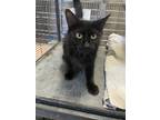 Ms. Spook, Domestic Mediumhair For Adoption In Covington, Louisiana