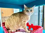 Olivia, Domestic Shorthair For Adoption In Powell, Ohio