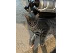 Noodle, Domestic Shorthair For Adoption In Knoxville, Tennessee