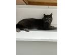 Manuel, Domestic Shorthair For Adoption In Belleville, Michigan