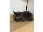 Wyoming, Domestic Shorthair For Adoption In Belleville, Michigan