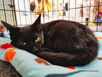 Robin, Domestic Shorthair For Adoption In Chicago, Illinois