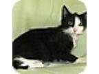 Nexus, Domestic Shorthair For Adoption In Powell, Ohio