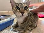 Minnie Tabby (dob ~12/2021), Domestic Shorthair For Adoption In Burlington