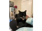 Meowith- Available In Foster, Domestic Shorthair For Adoption In Lewiston, Maine