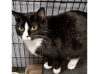 Darla, American Shorthair For Adoption In Hopkinsville, Kentucky