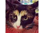 Mystique-bonded With Diego, Calico For Adoption In Burlington, North Carolina