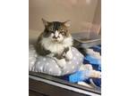 Link, Domestic Longhair For Adoption In Potsdam, New York