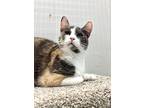 Tansy, Domestic Shorthair For Adoption In Wellington, Florida