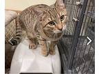 Maserati, Domestic Shorthair For Adoption In Calgary, Alberta