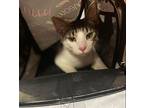 Bobby, Domestic Shorthair For Adoption In Chicago, Illinois