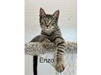 Enzo "ej", Domestic Shorthair For Adoption In Wellington, Florida