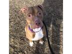 Adopt Larry a Pit Bull Terrier