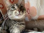 Thumbelina-(born Spring 2020) Fip Survivor, Domestic Shorthair For Adoption In