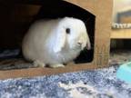 Adopt Apollo a Lop Eared