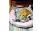 Garfield, Domestic Shorthair For Adoption In Chicago, Illinois