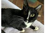 Melody-shy Tripod Born 11/2020, Domestic Shorthair For Adoption In Burlington