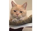 Mowgli, British Shorthair For Adoption In Lake Arrowhead, California