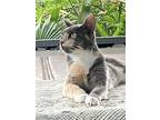 Tulip, Domestic Shorthair For Adoption In Wellington, Florida