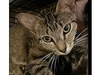 Delilah The Tabby Beauty, Domestic Shorthair For Adoption In Oviedo, Florida