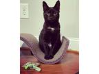 Nebula, Domestic Shorthair For Adoption In Burlington, North Carolina