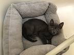 Dorian Gray, Domestic Shorthair For Adoption In Burlington, North Carolina