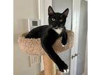 Mustang Manny, Domestic Shorthair For Adoption In Wellington, Florida