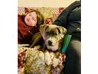 Adopt Andre a Pit Bull Terrier