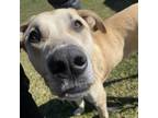 Adopt Luke a Labrador Retriever, Mastiff