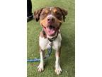 Adopt Goose a Pit Bull Terrier, Mixed Breed