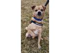 Adopt Oliver a Pug, Mixed Breed
