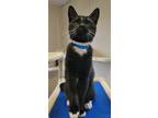 Adopt Lanister a Domestic Short Hair