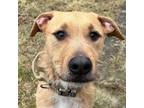 Adopt Crackles a Wirehaired Terrier