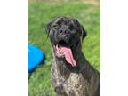 Adopt Hercules a Cane Corso