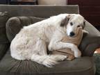 Adopt Freki a Great Pyrenees