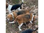 Adopt Jake and John a Beagle, Basset Hound