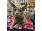 Adopt Flynn a Domestic Short Hair, Russian Blue