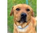 Adopt Red a Labrador Retriever