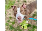Adopt Smores a American Staffordshire Terrier