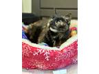 Adopt Malibu a Domestic Shorthair / Mixed (short coat) cat in Cumberland
